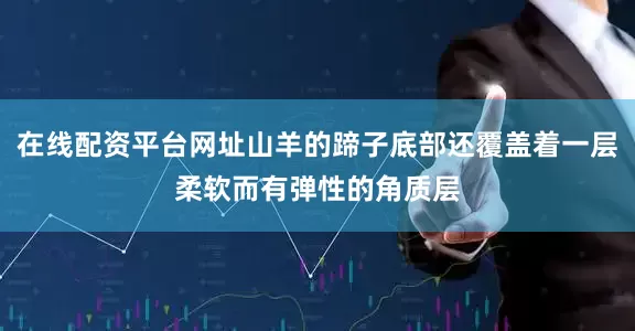 在线配资平台网址山羊的蹄子底部还覆盖着一层柔软而有弹性的角质层